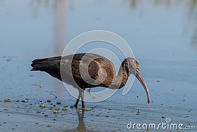 Close up of Glossy Ibis Plegadis falcinellus Stock Photo