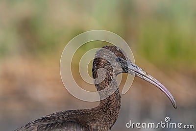 Close up of Glossy Ibis Plegadis falcinellus Stock Photo