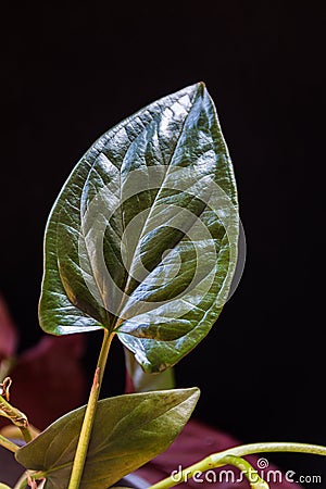 Yngonium erythrophyllum `red arrow` on a dark background. Stock Photo