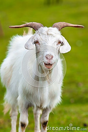 Close up goat in glassland Stock Photo