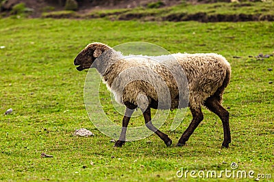 Close up goat in glassland Stock Photo