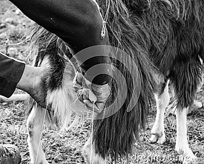 Close up goat milking in farm Stock Photo