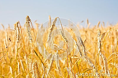 Close up of gold ripe wheat or rye ears against blue sky. Summer sunday. Selective focus Stock Photo