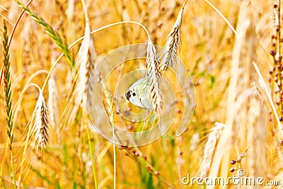 Close up of gold ripe wheat or rye ears against blue sky. Two butterfly lovers. Summer sunday. Selective focus Stock Photo