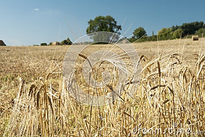 Close up of golden barley ears with background of field.. Stock Photo