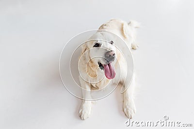 Close up of golden retriever dog lying on floor Stock Photo