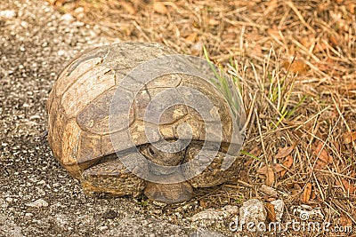 Gopher Tortoise Sitting on the side of Road Stock Photo