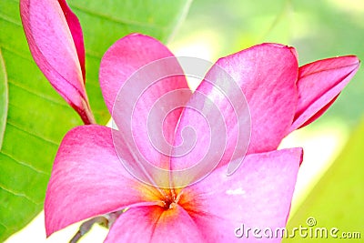 Close up of gorgeous tropical Frangipani flowers Stock Photo