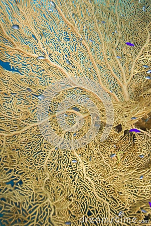 Close-up of a Gorgonian fan coral. Stock Photo