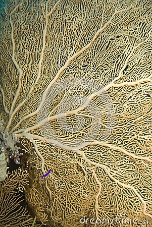 Close-up of a Gorgonian fan coral. Stock Photo