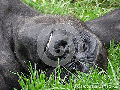 Close up of a Gorilla face as it lounges in the Grass Stock Photo