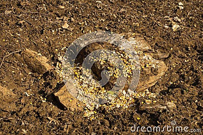 Close-up of grains left in the ground Stock Photo