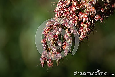 Close-up of the grains of ripe millet still attached to the plant. The millet is ripe. The grains are red. The background is green Stock Photo