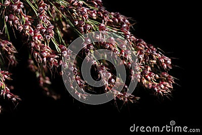 Close-up of the grains of ripe millet still attached to the plant. The millet is ripe. The grains are red. The background is dark Stock Photo