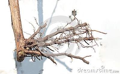 Close up of grape root on white background. Stock Photo