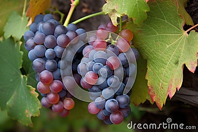 close-up of grapevine, with bunches of ripe, juicy grapes Stock Photo