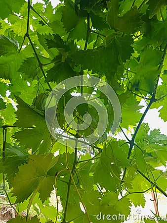 Close-up of grapevine leaves Stock Photo