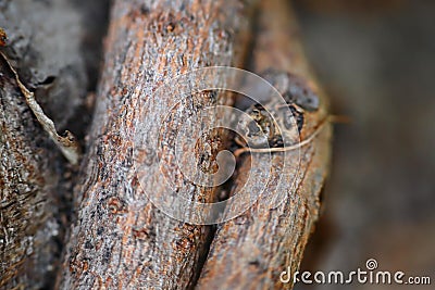 Close up of a grapevine tree Stock Photo