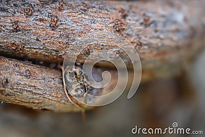 Close up of a grapevine tree Stock Photo