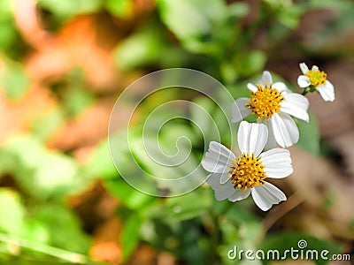 Close up grass flower Stock Photo