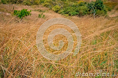 Close up Grass mature mountain clear sky Stock Photo