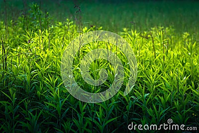 Close up of grass thicket Stock Photo