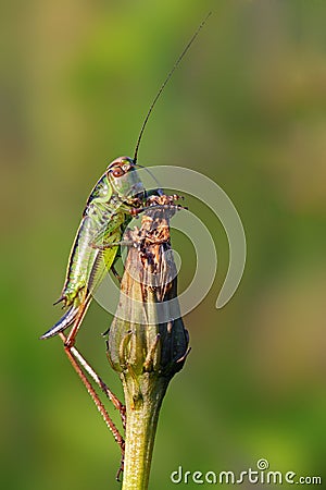 Close up on grasshopper Stock Photo