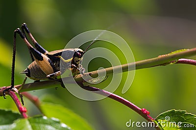 Close up of grasshopper on branch Stock Photo