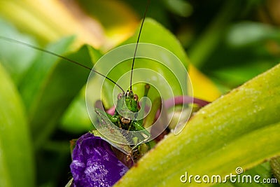 Close Up Of A Grasshopper On An Ephemere Flower, Macro Photography Stock Photo