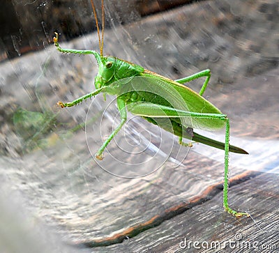 Close-up grasshopper Stock Photo