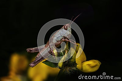 Close up grasshopper over black background Stock Photo