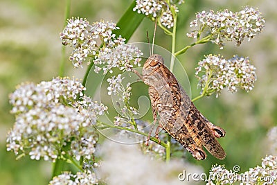 grasshopper sitting on wild flower Stock Photo
