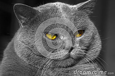 Close-up of a gray British Shorthair cat with orange eyes. Stock Photo