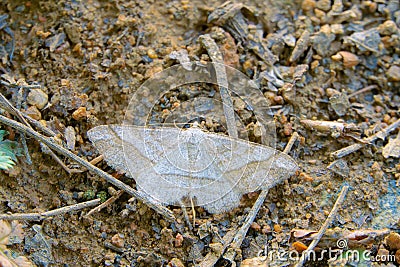 Geometridae moth Stock Photo