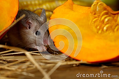 Close-up gray mouse lurks near orange pumpkin in the pantry. Stock Photo