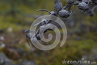 Deathly gray pine cones remain on dead branch Stock Photo