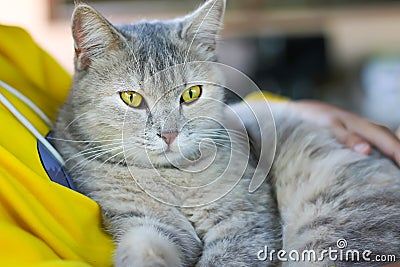 Gray tabby cat lying on owner`s lap , relaxation happy time Stock Photo