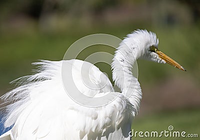 Close Up of a Great Egret with Ruffled Feathers Stock Photo