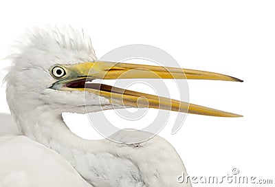 Close up of Great Egret or Great White Egret or Common Egret Stock Photo