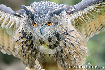 Close up of a great horned owl with wings open Stock Photo