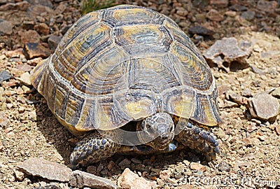 The Greek tortoise , Testudo graeca ibera Stock Photo