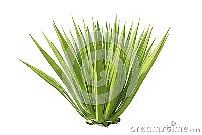 Close up green agave plant isolated on white Stock Photo