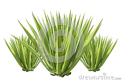 Close up green agave plant isolated on white Stock Photo