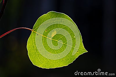 Close Up of a Green Aspen Leaf Backlit by the Sun Stock Photo