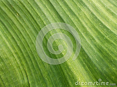 Close up green banana leaf pattern,backgrounds and narural surface Stock Photo