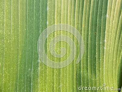 Close up green banana leaf pattern,backgrounds and narural surface Stock Photo