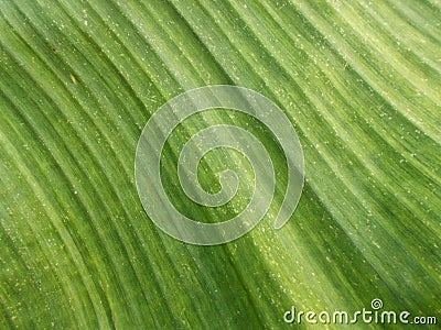 Close up green banana leaf pattern,backgrounds and narural surface Stock Photo