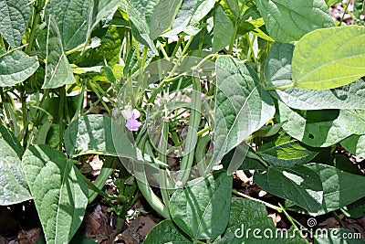 Green Bean Plant with Beans and Bloom Stock Photo