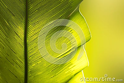 Close up green Bird`s nest fern leaf nature abstract background Stock Photo