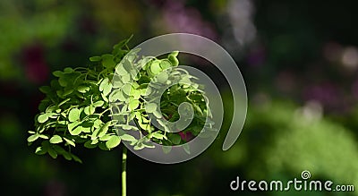 Close-up of a green, blooming panicle hydrangea Hydrangea paniculata partially sunlit blooming in the garden Stock Photo